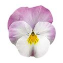 Bild von Viola P9 kleinbloemig Deltini Rose pink